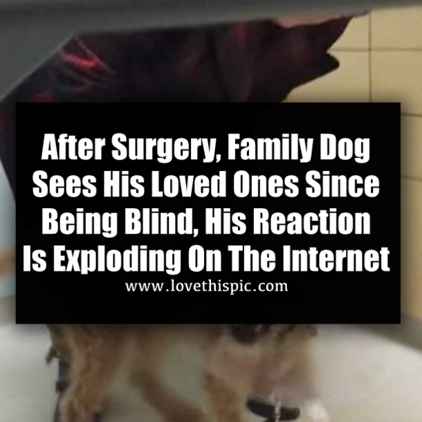 After Surgery, Family Dog Sees His Loved Ones Since Being Blind, His Reaction Is Exploding On The Internet