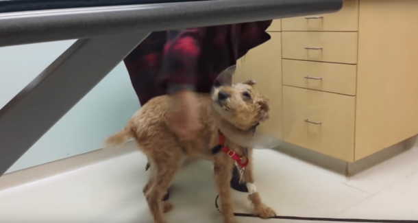 After Surgery, Family Dog Sees His Loved Ones Since Being Blind, His Reaction Is Exploding On The Internet - picture 2