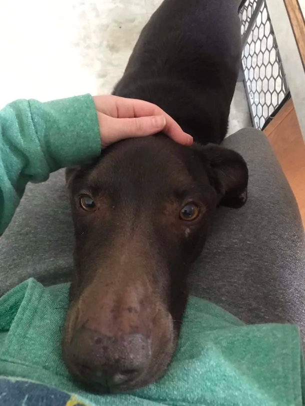 After woman Dog passed away, she tries to return unused pet food — and gets a shocking surprise - picture 4
