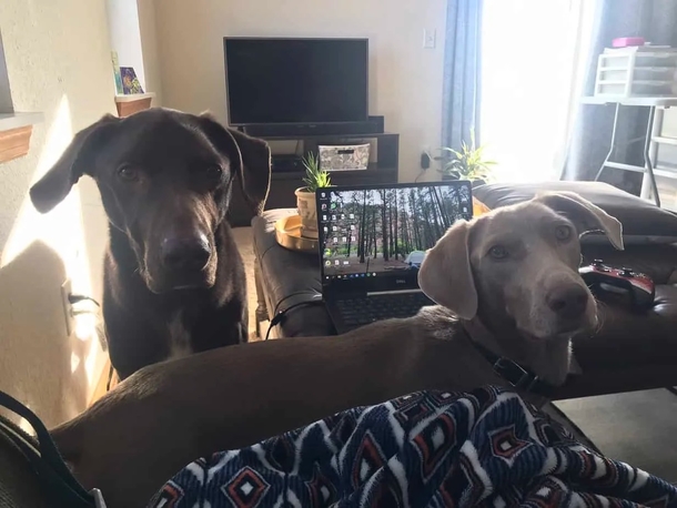 After woman Dog passed away, she tries to return unused pet food — and gets a shocking surprise - picture 7