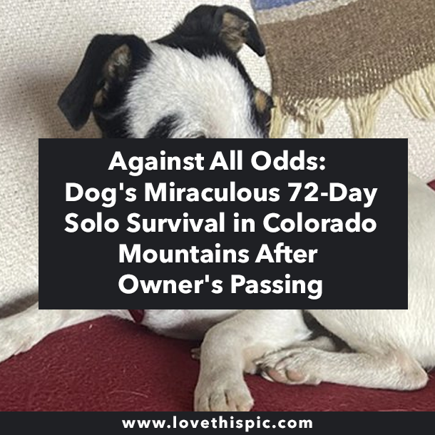 Against All Odds: Dog's Miraculous 72-Day Solo Survival in Colorado Mountains After Owner's Passing
