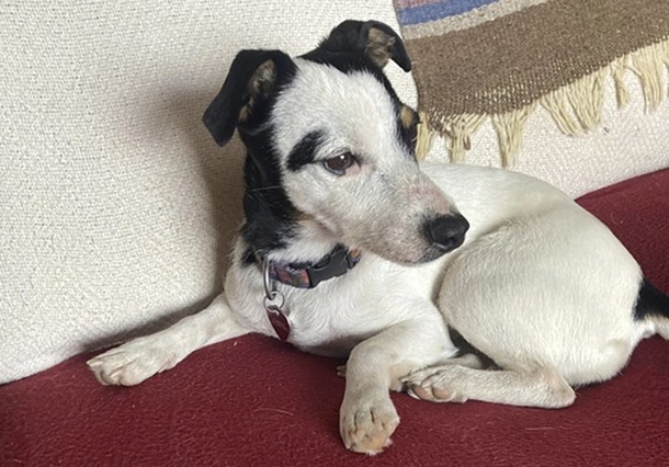 Against All Odds: Dog's Miraculous 72-Day Solo Survival in Colorado Mountains After Owner's Passing - picture 2