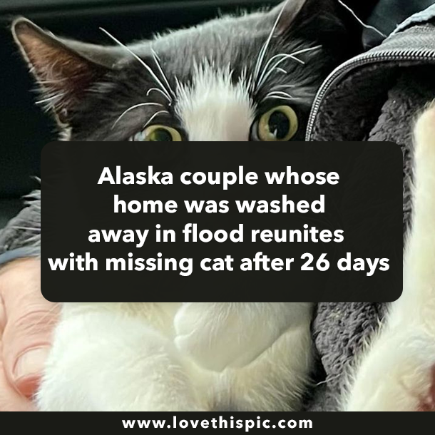 Alaska couple whose home was washed away in flood reunites with missing cat after 26 days