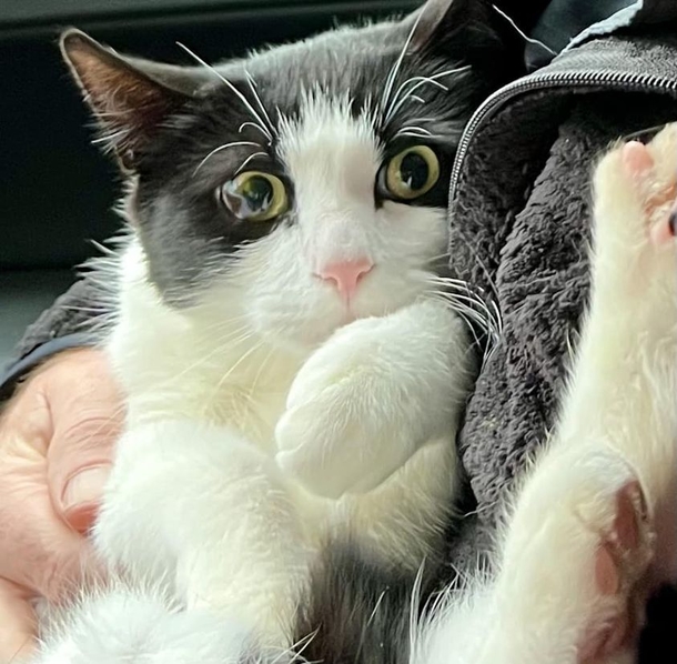 Alaska couple whose home was washed away in flood reunites with missing cat after 26 days - picture 2