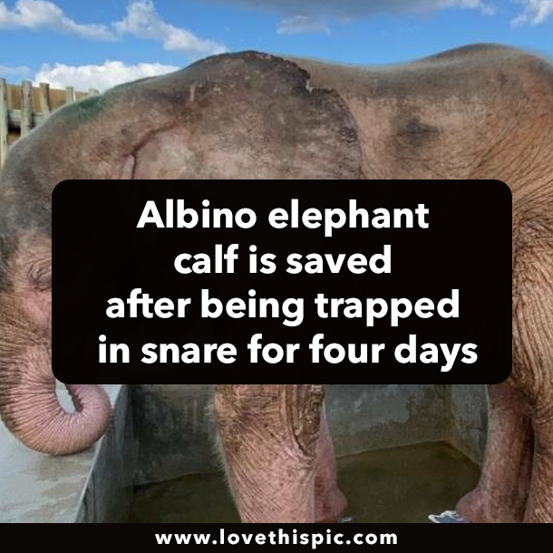 Albino elephant calf is saved after being trapped in snare for four days