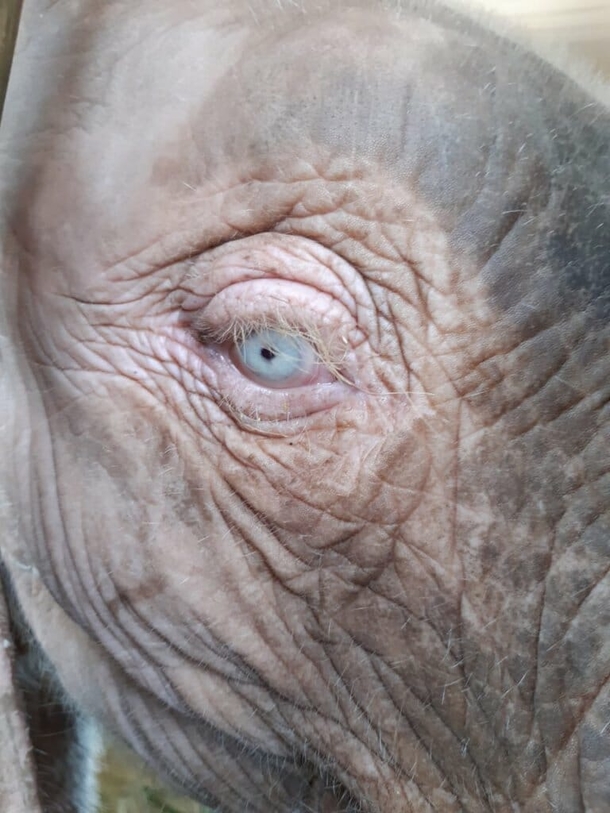 Albino elephant calf is saved after being trapped in snare for four days - picture 2