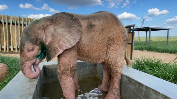 Albino elephant calf is saved after being trapped in snare for four days - picture 3