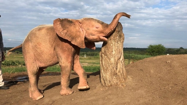 Albino elephant calf is saved after being trapped in snare for four days - picture 4