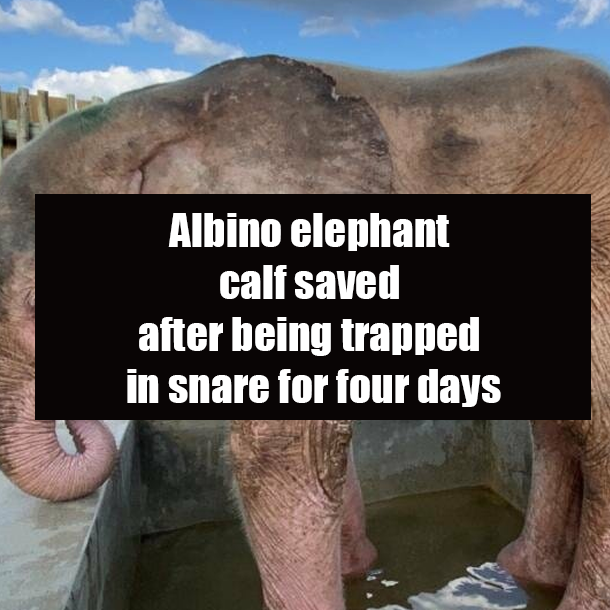 Albino elephant calf saved after being trapped in snare for four days