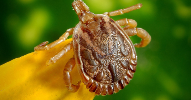 Alert: Experts Claim New Tick-Borne Illness Is Deadlier Than Lyme Disease - picture 2