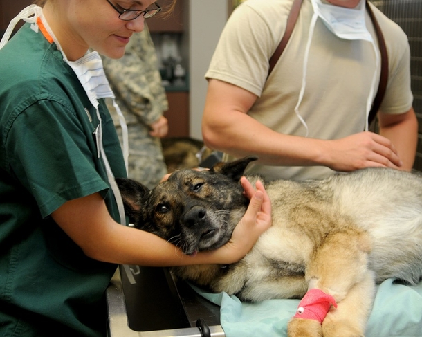 ALERT! FDA Warns Giving Dogs Store Bought Bone Treats Could Kill Them. - picture 3