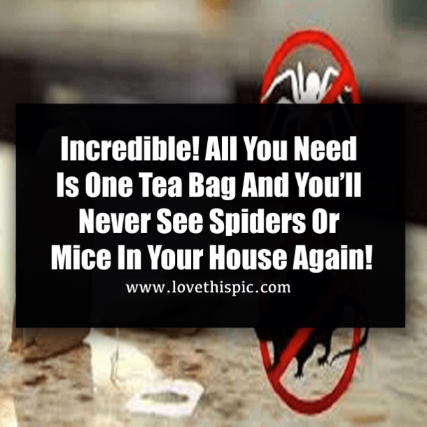 All You Need Is One Tea Bag And You Will Never See Mice Or Spiders In Your House Again!