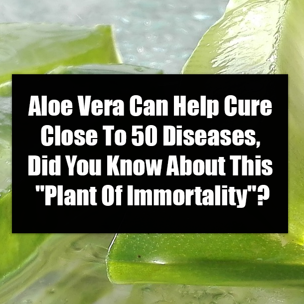 Aloe Vera Can Help Cure Close To 50 Diseases, Did You Know About This "Plant Of Immortality"?