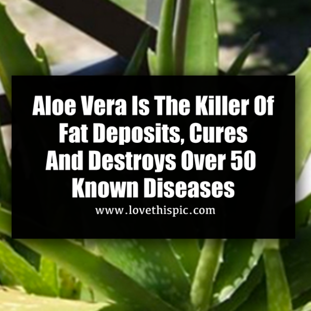 Aloe Vera Is The Killer Of Fat Deposits, Cures And Destroys Over 50 Known Diseases