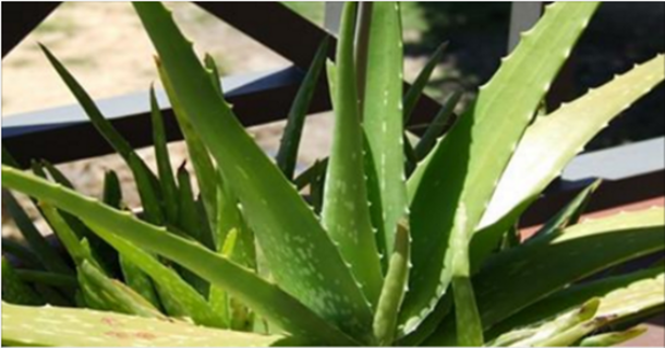 Aloe Vera Is The Killer Of Fat Deposits, Cures And Destroys Over 50 Known Diseases - picture 2