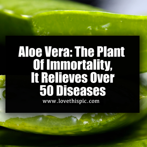 Aloe Vera: The Plant Of Immortality, It Relieves Over 50 Diseases