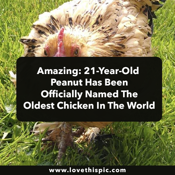 Amazing: 21-Year-Old Peanut Has Been Officially Named The Oldest Chicken In The World