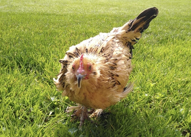 Amazing: 21-Year-Old Peanut Has Been Officially Named The Oldest Chicken In The World - picture 2