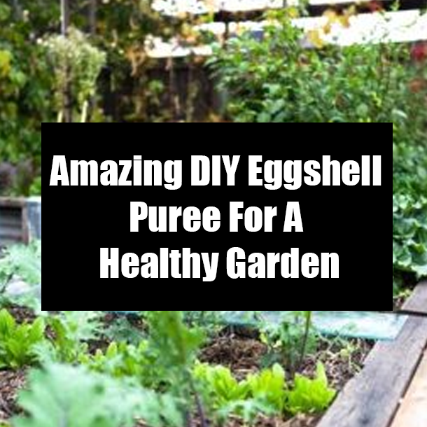 Amazing DIY Eggshell Puree For A Healthy Garden