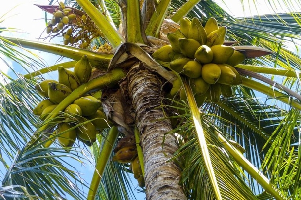 American Heart Association Warns: Coconut Oil Isn’t Good For You — It’s Never Been Good For You - picture 3