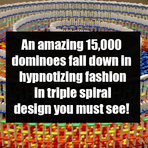 An amazing 15,000 dominoes fall down in hypnotizing fashion in triple spiral design you must see!