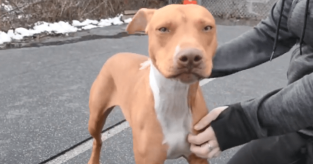Animal Control Were Clueless About What Was Wrong, Until These Neighborhood Kids Made A Horrific Confession - picture 2