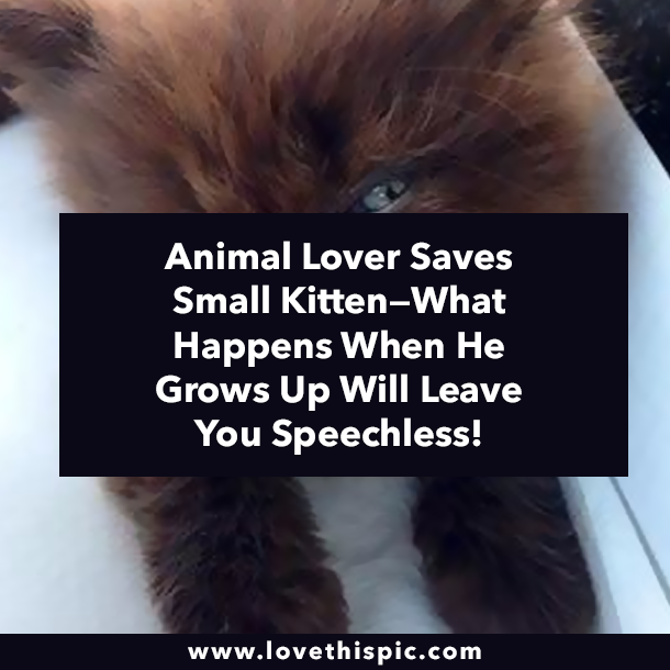 Animal Lover Saves Small Kitten—What Happens When He Grows Up Will Leave You Speechless!