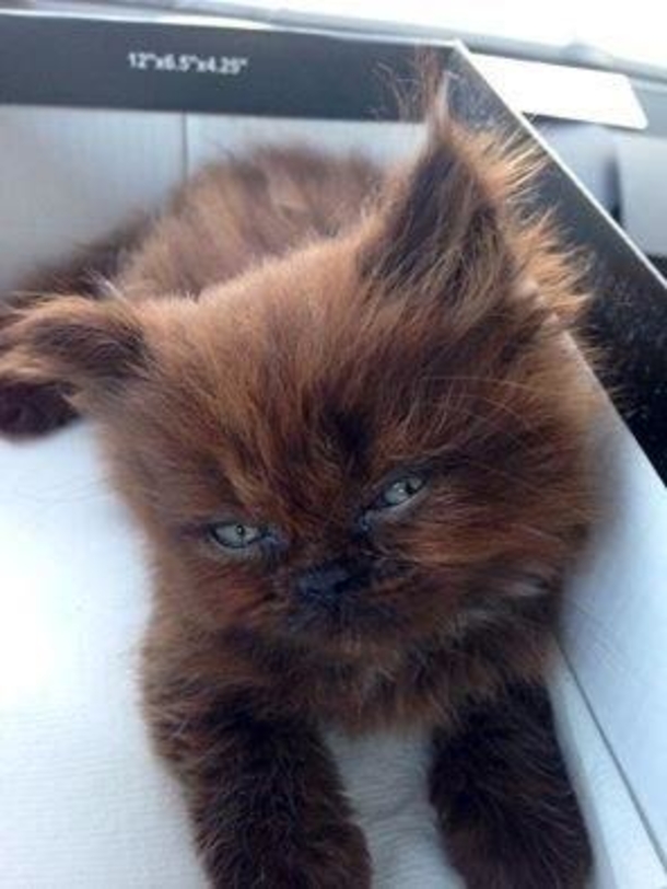 Animal Lover Saves Small Kitten—What Happens When He Grows Up Will Leave You Speechless! - picture 2