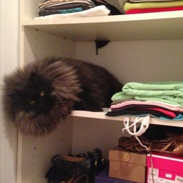 Animal Lover Saves Small Kitten—What Happens When He Grows Up Will Leave You Speechless! - picture 6