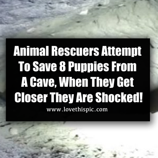 Animal Rescuers Attempt To Save 8 Puppies From A Cave, When They Get Closer They Are Shocked!