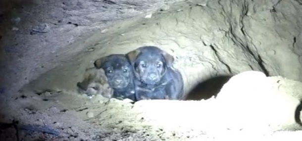 Animal Rescuers Attempt To Save 8 Puppies From A Cave, When They Get Closer They Are Shocked! - picture 2