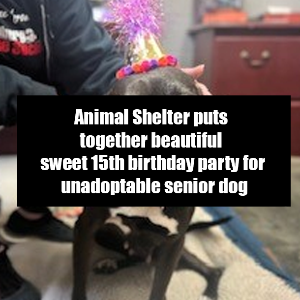 Animal Shelter puts together beautiful sweet 15th birthday party for unadoptable senior dog