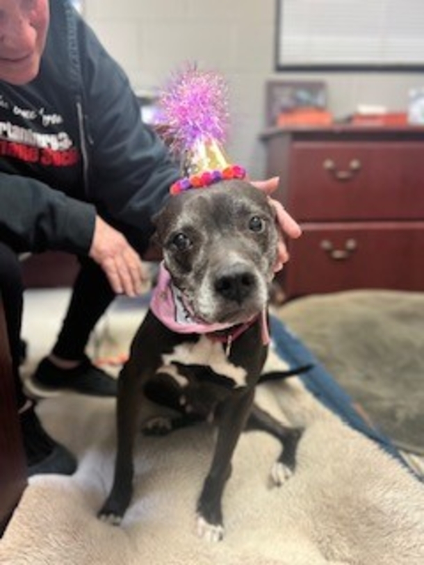 Animal Shelter puts together beautiful sweet 15th birthday party for unadoptable senior dog - picture 2