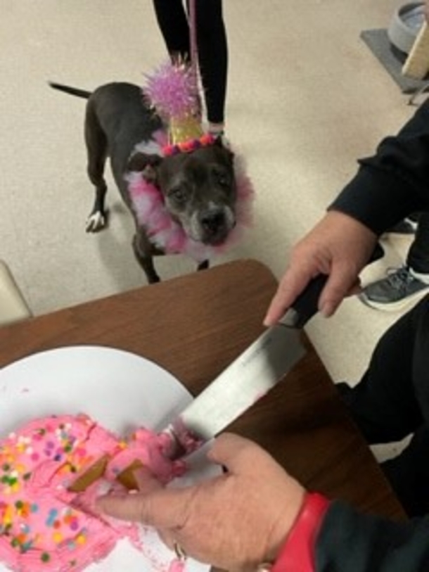 Animal Shelter puts together beautiful sweet 15th birthday party for unadoptable senior dog - picture 4