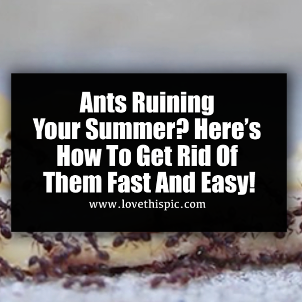 Ants Ruining Your Summer? Here’s How To Get Rid Of Them Fast And Easy!