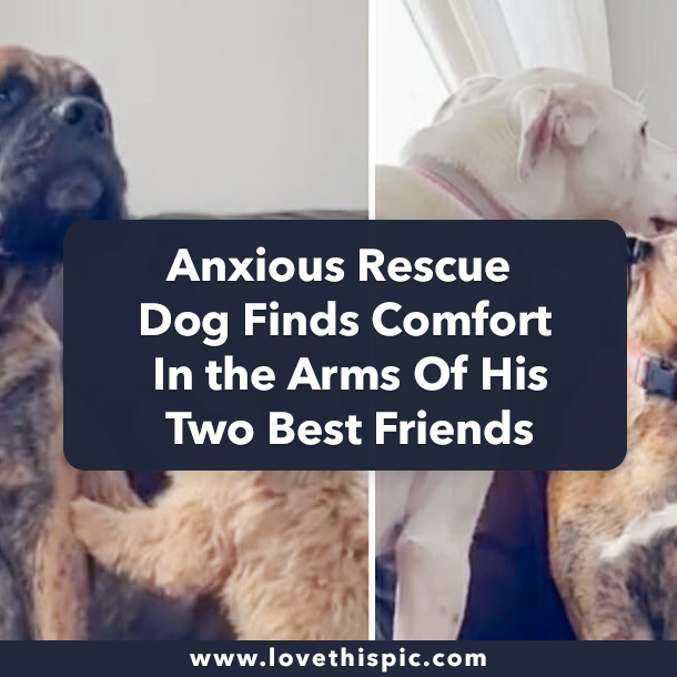 Anxious Rescue Dog Finds Comfort In the Arms Of His Two Best Friends