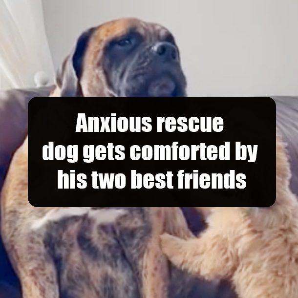 Anxious rescue dog gets comforted by his two best friends