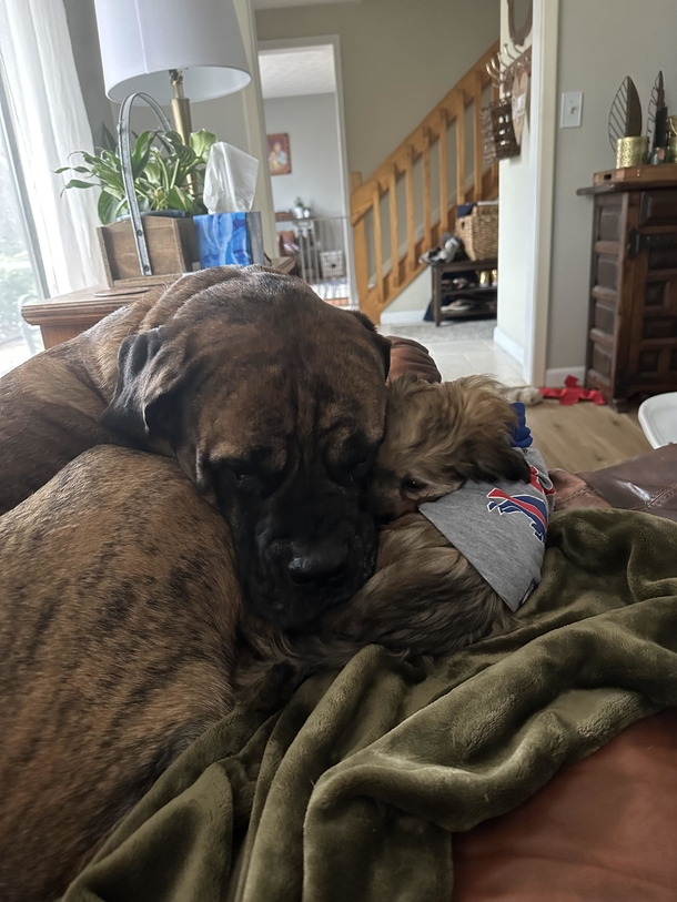 Anxious rescue dog gets comforted by his two best friends - picture 2