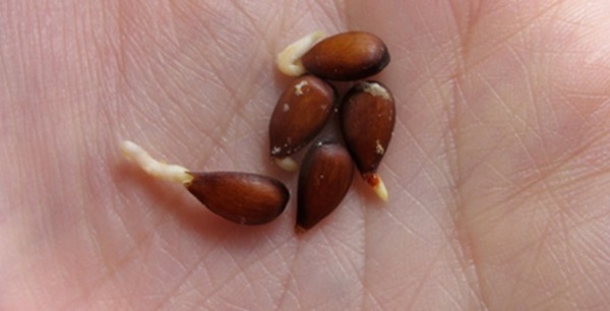 Apple Seeds and Cancer: What the Government Has Been Hiding From You for Years - picture 2