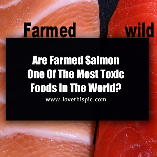 Are Farmed Salmon One of the Most Toxic Foods in the World?