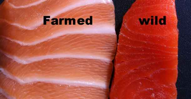 Are Farmed Salmon One of the Most Toxic Foods in the World? - picture 2