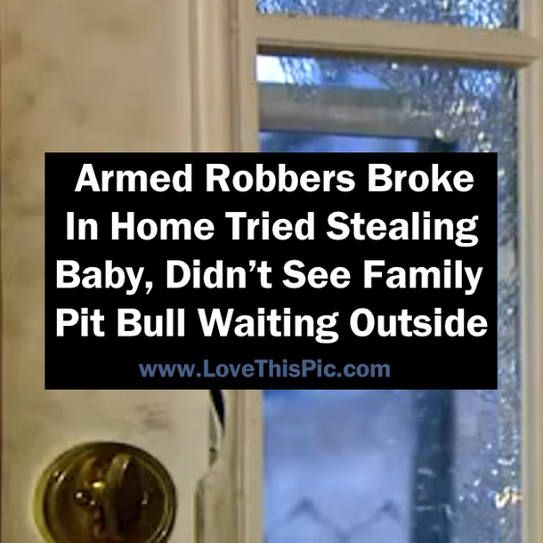 Armed Robbers Broke In Home Tried Stealing Baby, Didn’t See Family Pit Bull Waiting Outside