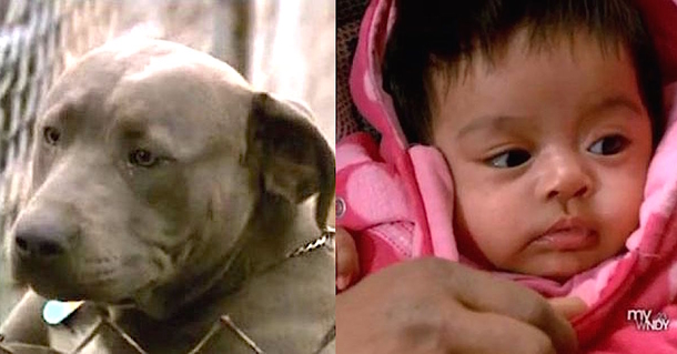 Armed Robbers Broke In Home Tried Stealing Baby, Didn’t See Family Pit Bull Waiting Outside - picture 2