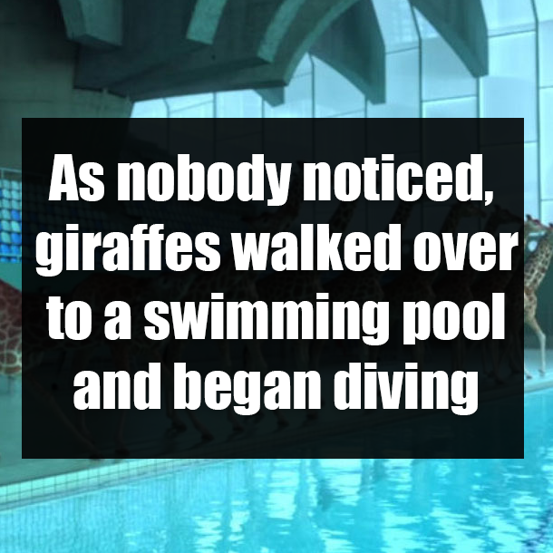 As nobody noticed, giraffes walked over to a swimming pool and began diving