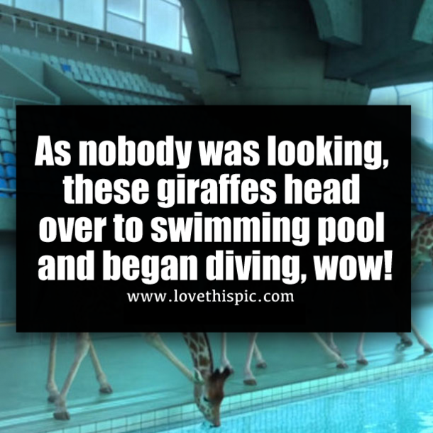 As nobody was looking, these giraffes head over to swimming pool and began diving, wow!