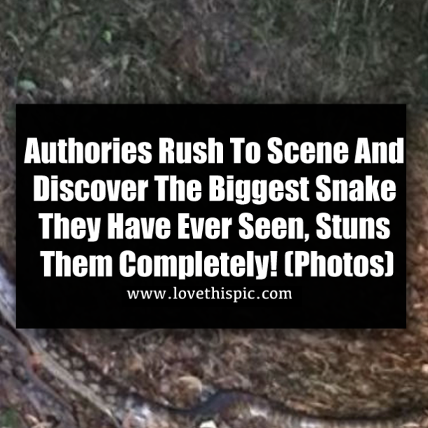 Authories Rush To Scene And Discover The Biggest Snake They Have Ever Seen, Stuns Them Completely! (Photos)