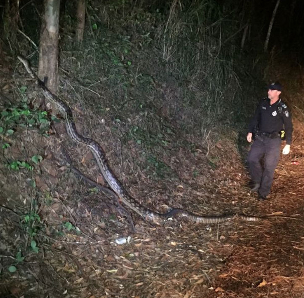 Authories Rush To Scene And Discover The Biggest Snake They Have Ever Seen, Stuns Them Completely! (Photos) - picture 2