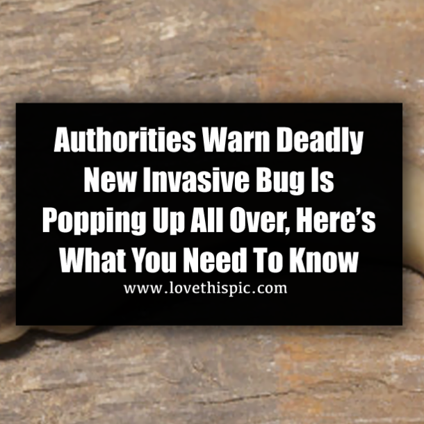 Authorities Warn Deadly New Invasive Bug Is Popping Up All Over, Here’s What You Need To Know