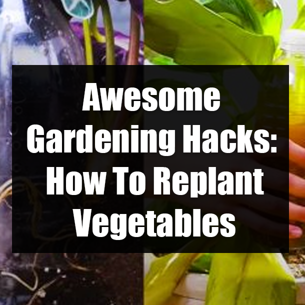 Awesome Gardening Hacks: How To Replant Vegetables