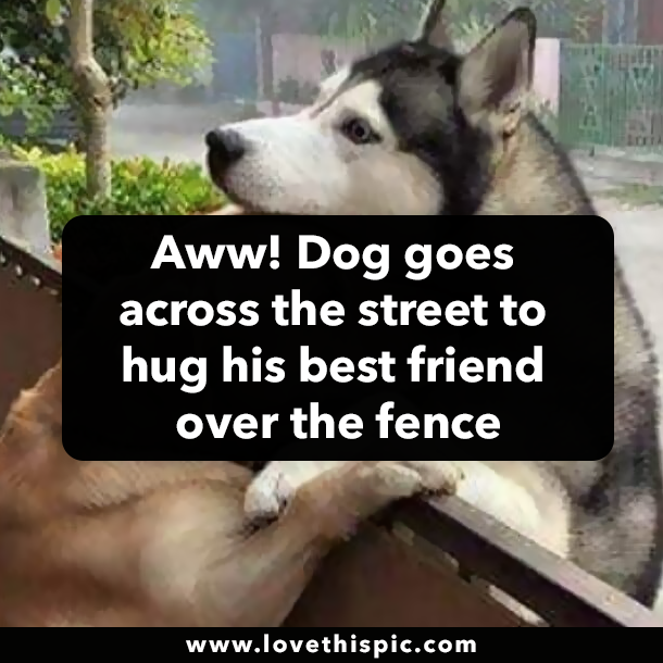 Aww! Dog goes across the street to hug his best friend over the fence